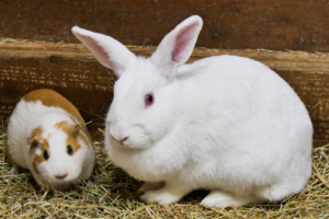 Kaninchenfutter