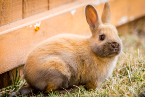 Kaninchenfutter